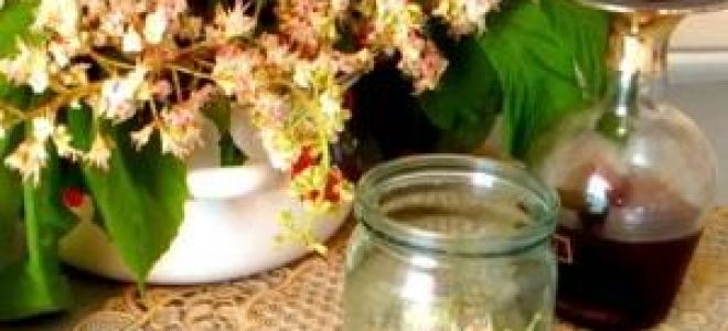 Настойка конского каштана: полезные свойства и вред