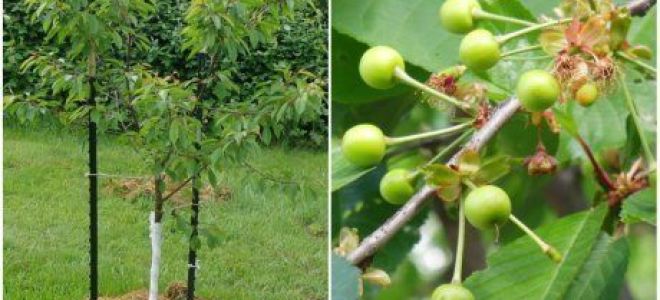 Какая ягода полезнее вишня или черешня?