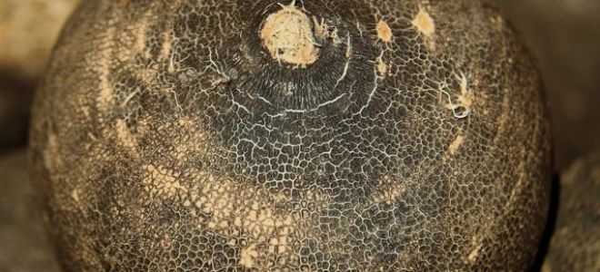 Черная редька: полезные свойства и вред