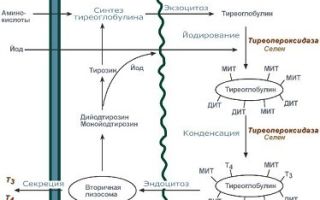 Дефицит цинка связали с преддиабетическим состоянием