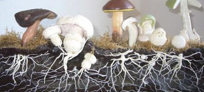 Что полезнее кушать мясо или грибы?