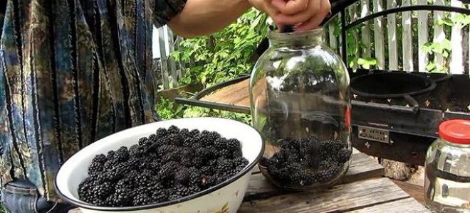 Чай из листьев ежевики: польза и вред