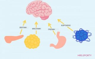 Гормон аппетита заставляет доедать