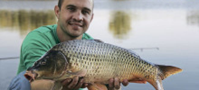 Рыба-меч: полезные свойства и вред