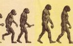 Ученые обнаружили признаки быстрого эволюционирования людей
