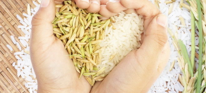 Рис: полезные свойства и возможный вред