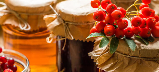 Рябина — польза и вред для организма