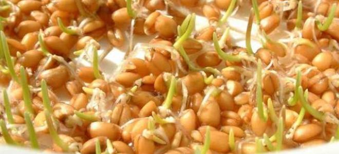 Пророщенная пшеница — польза и возможный вред