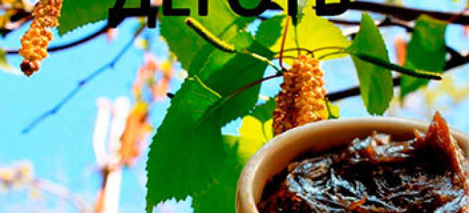 Березовый деготь: полезные свойства и возможный вред