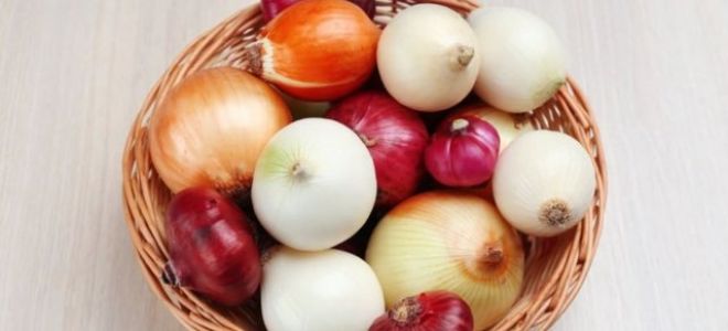 Польза и вред красного лука для организма