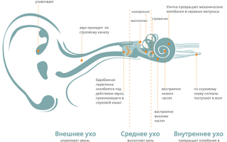 Как работают органы слуха