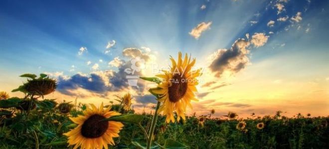 Семена подсолнуха: польза и возможный вред