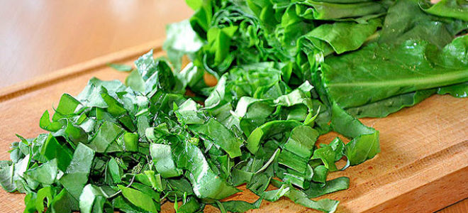 Польза и вред щавели и щевеливой кислоты для здоровья