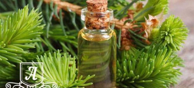 Кедровое масло: польза, вред и как принимать