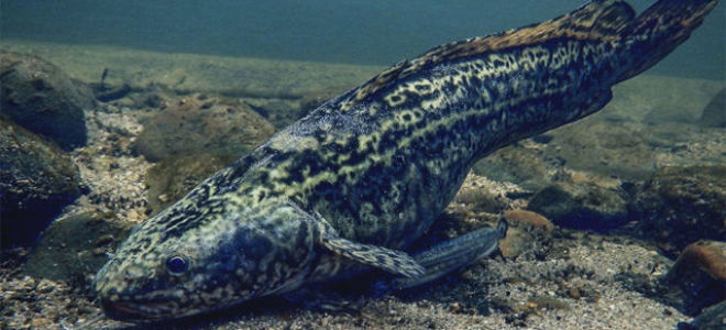 Рыба налим — польза и вред