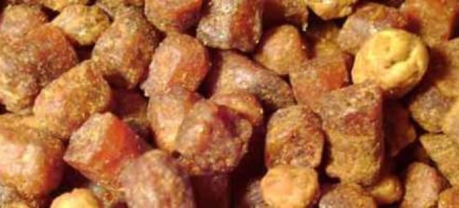 Мед или перга — что более полезно?