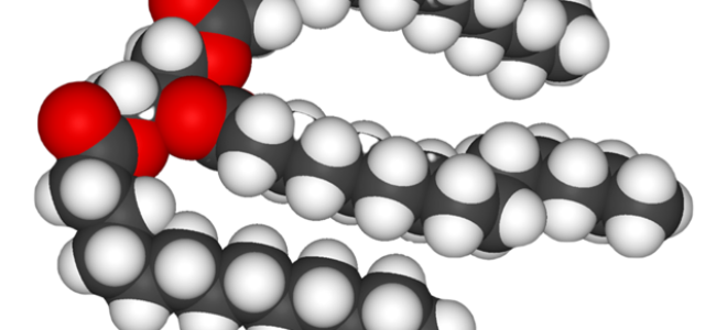 Жиры: вспомним основные термины