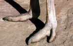 Мясо страуса — польза и возможный вред