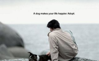 Собака поможет изменить жизнь