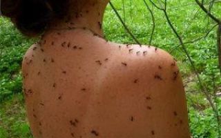 Садовые муравьи: чем полезны и возможный вред