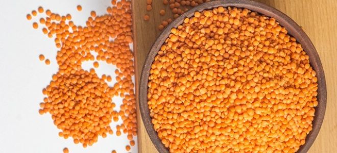 Чечевица, ее польза и возможный вред