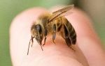 Полезные свойства и вред пчелиных укусов