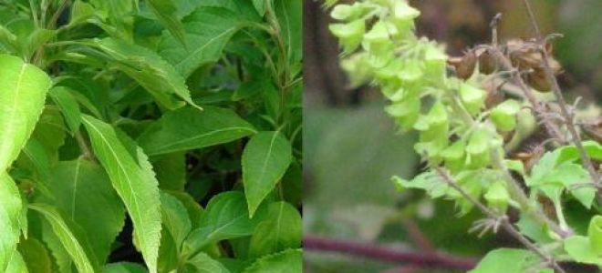 Чай с базиликом: чем полезен и чем вреден