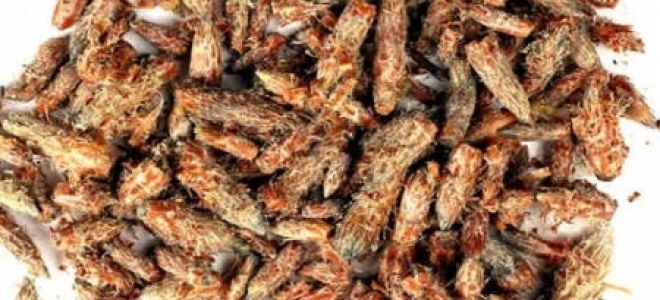 Чай из сосновых иголок: полезные свойства и вред