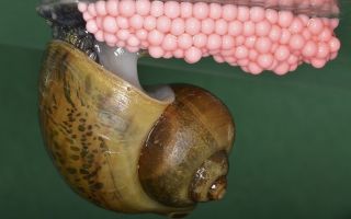 Ампулярии в аквариуме: польза и вред