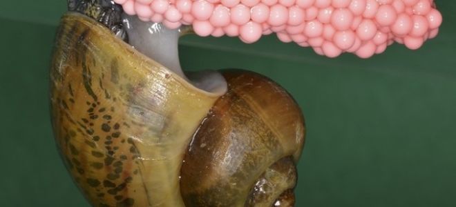 Ампулярии в аквариуме: польза и вред