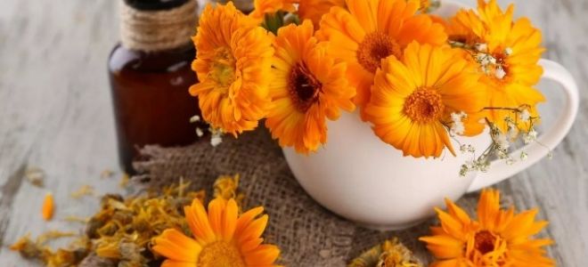 Польза и вред календулы для организма