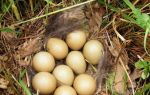 Яйца фазана — полезные свойства и вред