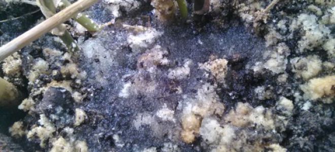 Создан гидрогель, решающий сразу несколько проблем