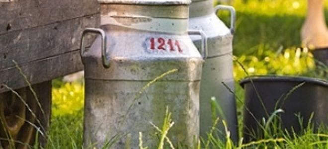 Парное молоко — польза и вред