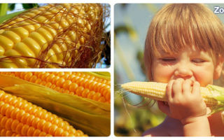 Кукуруза в початках: польза и опасность летней еды