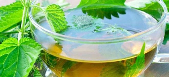 Польза и вред крапивы для организма человека