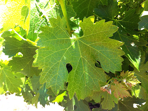 Виноградные листья — полезные свойства и вред