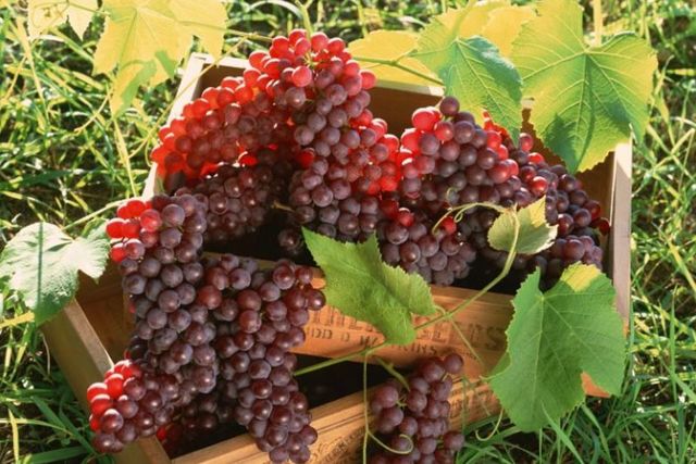 Виноградный уксус: польза, вред и как правильно использовать