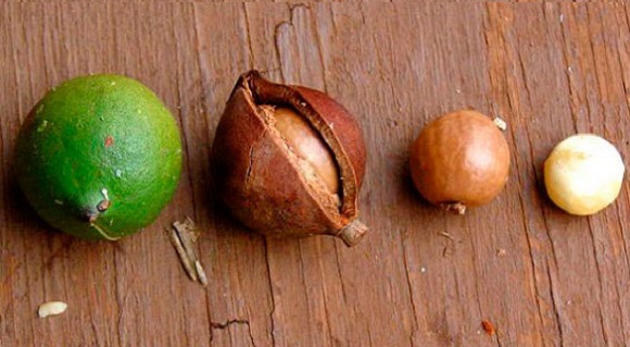 Орех макадамия — польза и вред для организма