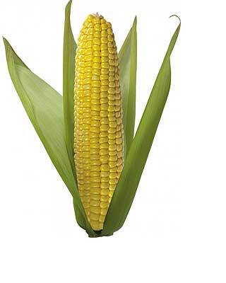 Кукуруза — польза и вред для организма