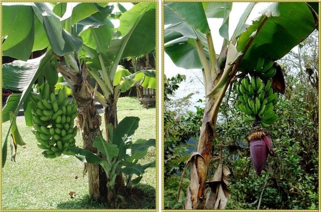 Польза и вред бананов для организма человека