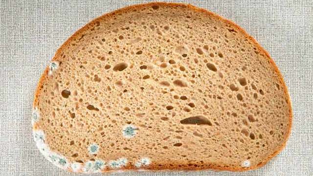 Плесень на хлебе: чем полезна и чем вредна