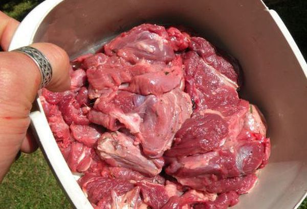 Барсучье мясо — польза и вред