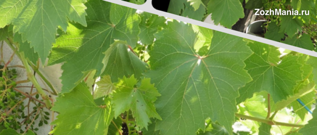 Виноградные листья — полезные свойства и вред