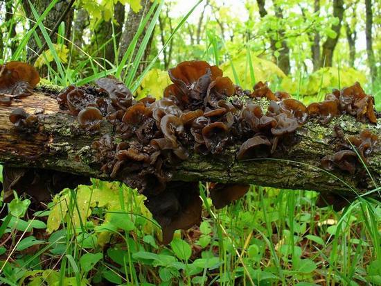 Древесные грибы — польза и вред
