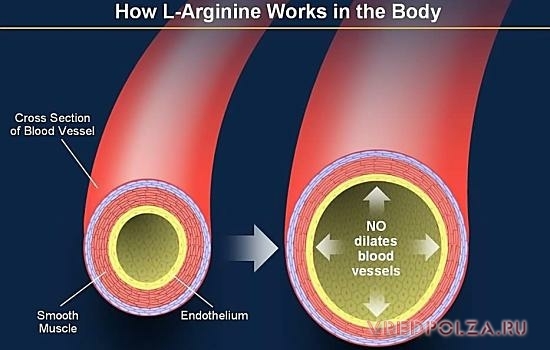 Аргинин — польза и вред для организма