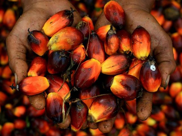 Пальмовое масло: польза и возможный вред