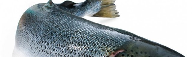Молоки лососевых рыб: полезные свойства и вред