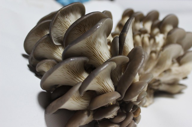 Какие грибы полезнее вешенки или шампиньоны?