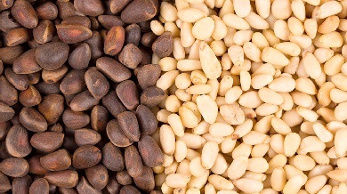 Кедровые орехи — польза и вред для организма